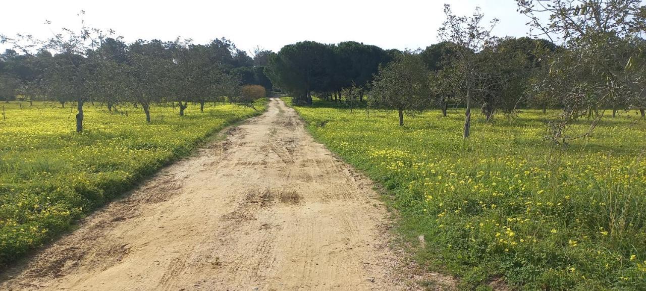 Casa Do Pinheiro - Parque Natural Da Ria Formosa. ตาวิรา ภายนอก รูปภาพ